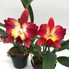 Cattleya Cosmic Delite (bright angel x batemaniana2